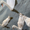 the swans in Zwanenburg
