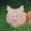 my ginger tomcat